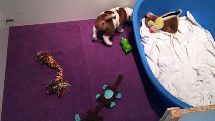 Portée de Koumal & Inna