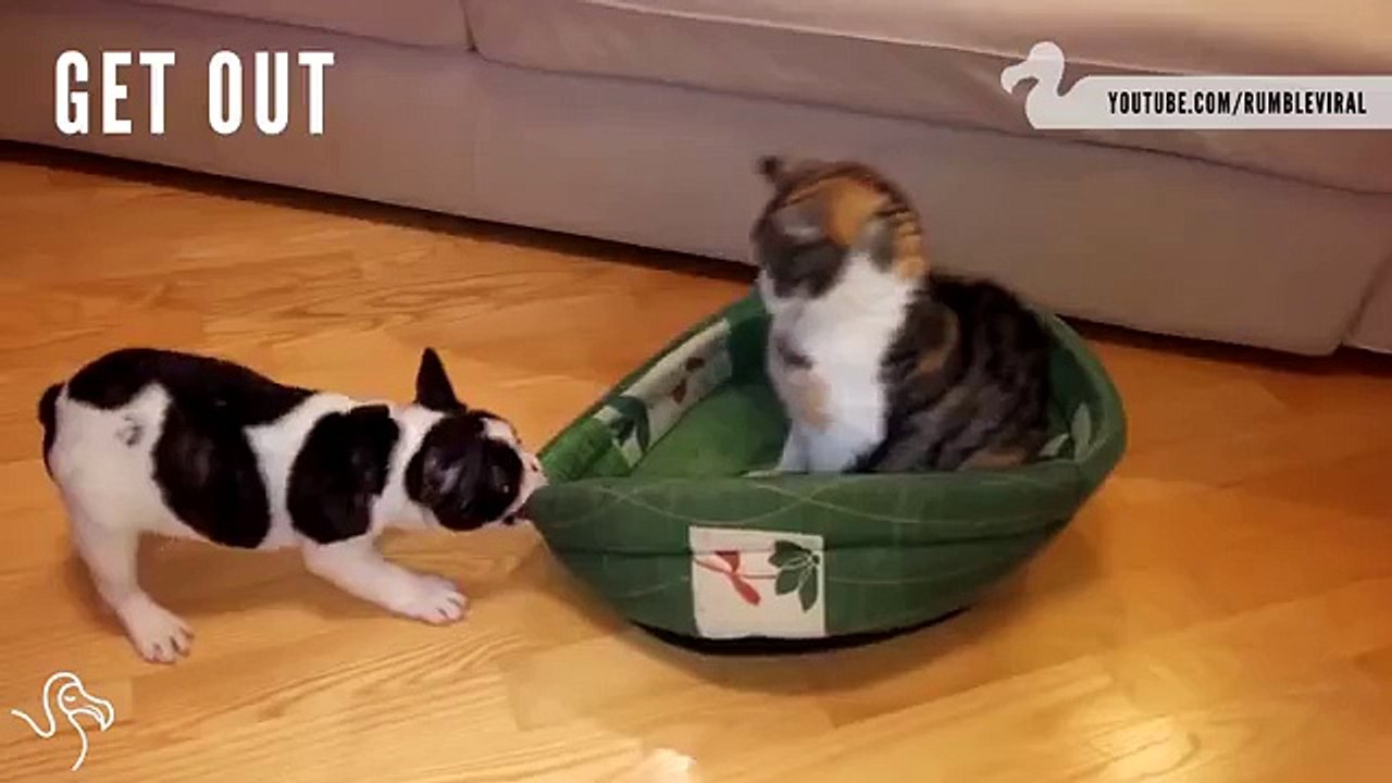 Quand arrive l'heure de la sieste et que les chats et les chiens se battent pour la couchette