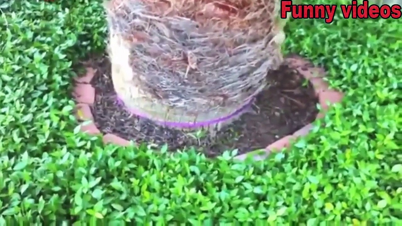 Funny And Cute Animal Videos Compilation 2015 Full HD