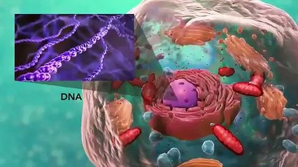 The Cell: High School Biology (with Joanne Jezequel)