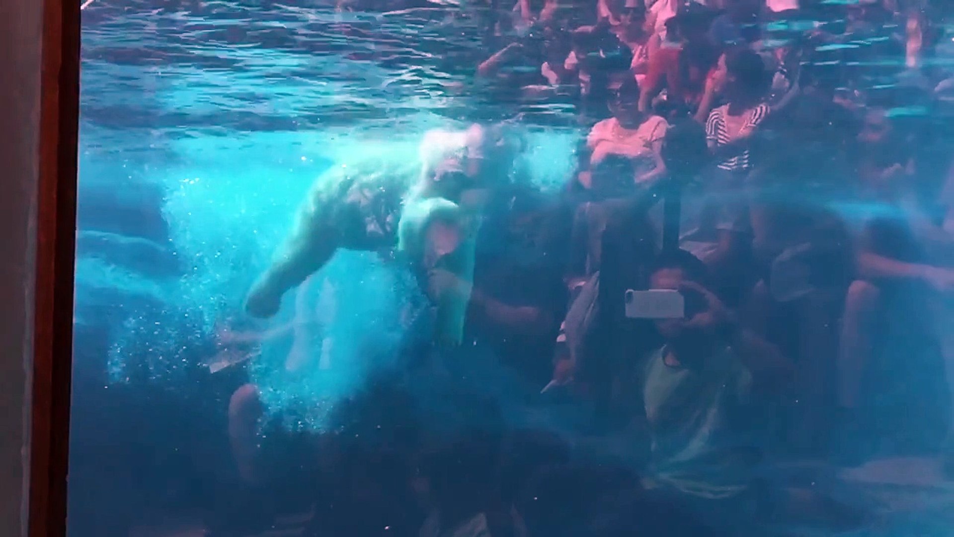 ⁣Polar bear feeding in slow motion