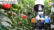 An Autonomous Harvesting Robot for Sweet-pepper in Greenhouses (Fin-Ray end-effector)