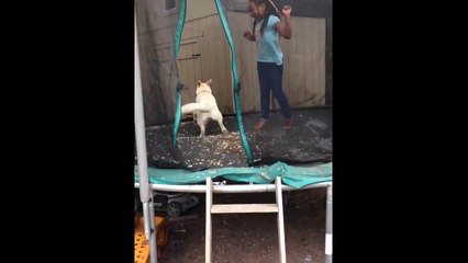 Yellow Lab Loves Jumping on the Trampoline