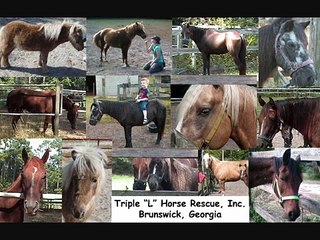 Our Horses at Triple "L"Horse Rescue