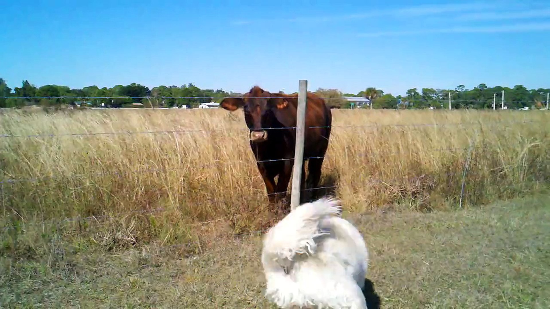 Golden Retriever vs Cow