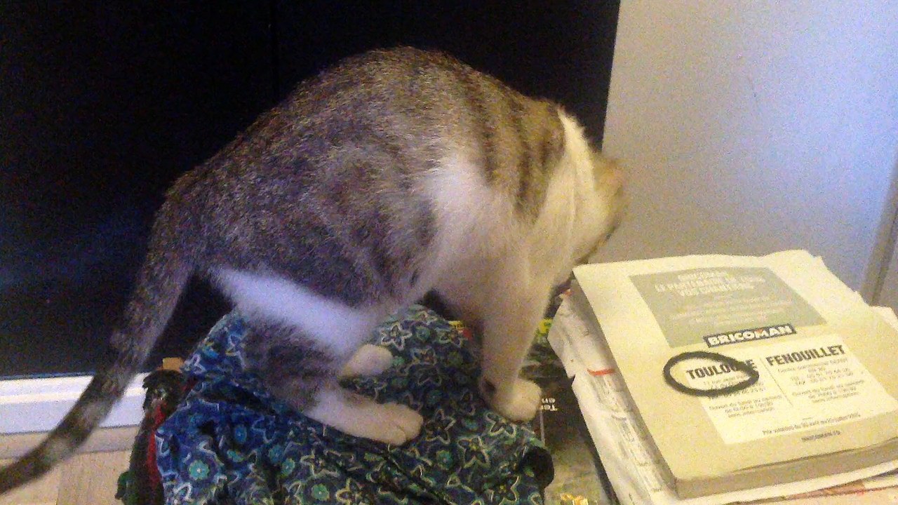 Chaton qui joue à mettre dans l'eau un chouchou