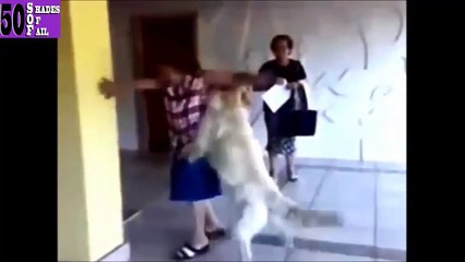 Funny Videos Funny Fails Compilation Funny Dog Humping Girl Fails