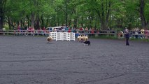 Border Collies herding sheep @Maryland Sheep and Wool Festival 2009