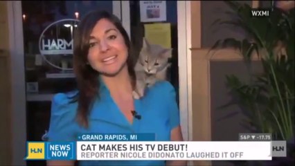 Download Video: Un chat escalade une journaliste en direct... Vidéobomb magique!