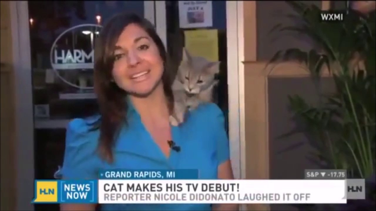 Un chat escalade une journaliste en direct... Vidéobomb magique!