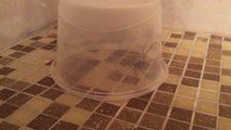 Guy captured giant spider in his bathroom the most ridiculous way