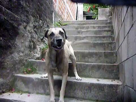 Amores perros amores verdaderos