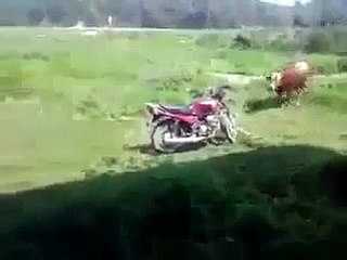 Bu öküz motorsikleti ne olarak gördü acaba