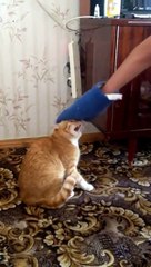 очень дикий и злой кот