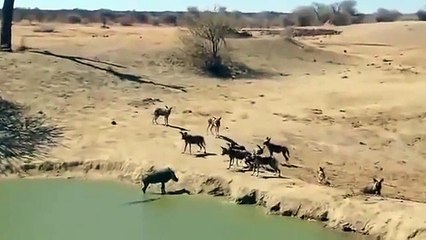 cakalların domuzuavlıya bileceklermi belgesel seyredin