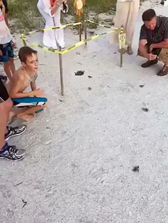 Tartarugas nascem em meio a um casamento na praia