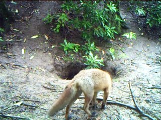 Wild Scottish Badgers - animals at a badger sett