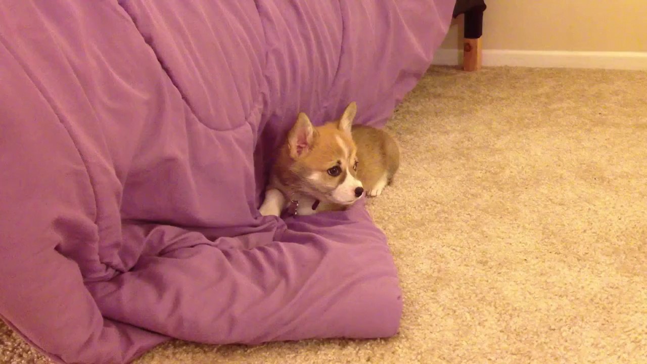 wow much cute