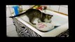 Посудомойка полосатая !! Смешные животные! Приколы! Смешные коты! / Funny animals! Fun! Funny Cats!