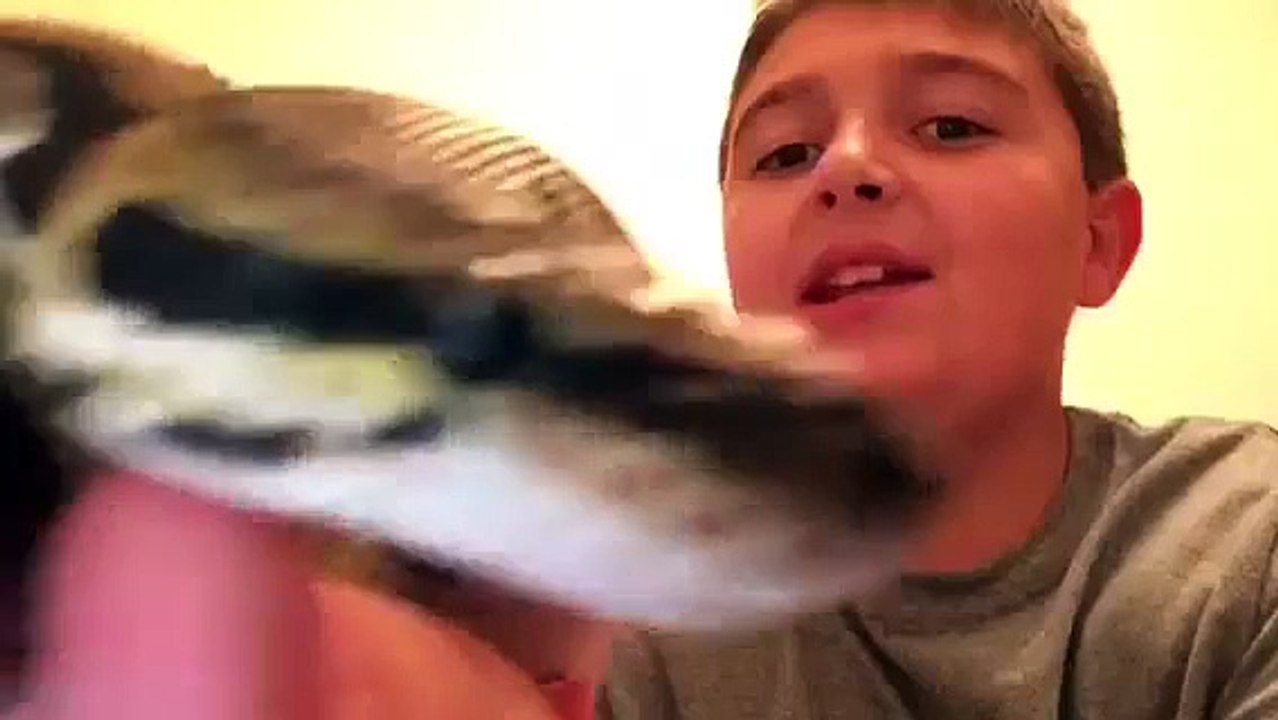 Top 10 Most Dangerous Animals in the World