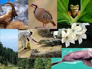Pakistani National Animals and Plants