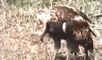 eagle vs king cobra best animals videos 2015 animals attack,lion vs anaconda