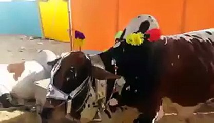Cow Kis Tarah Zibah Hony K Lye Khud Lait Gai