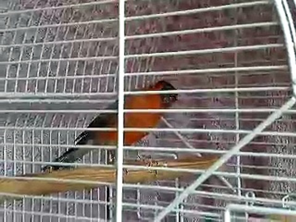 Hybrid Canary x Bullfinch