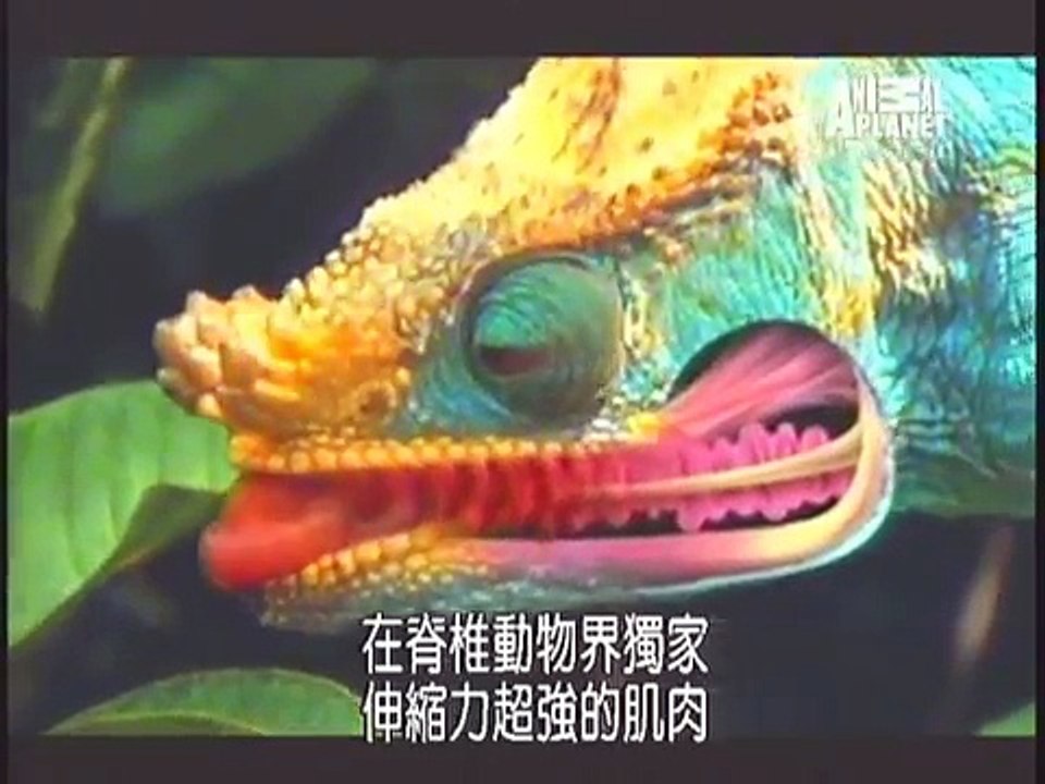 螳螂 pk 變色龍