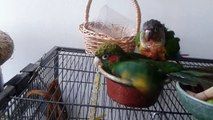 Hoffman's and Green Cheek Conure bathing