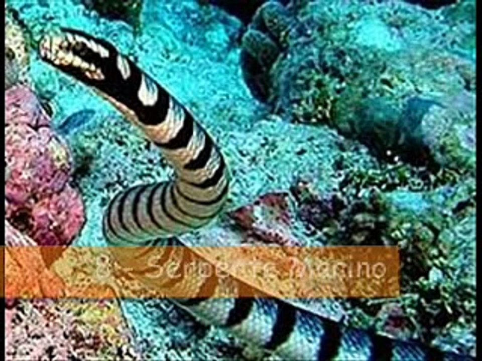I 10 animali più pericolosi al mondo