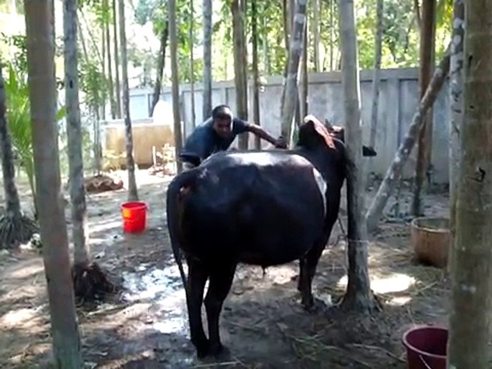 COW WASH AN GO.BANGLADESH