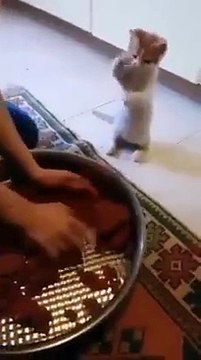 çiğ köfte yapmayı öğrenen kedi