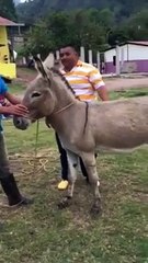 Eşek bu eşekliği kabul etmedi