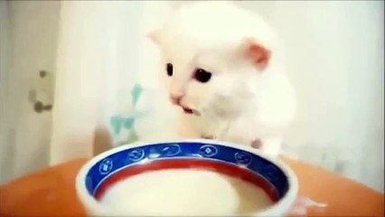 Маленький первый раз пробует молочко