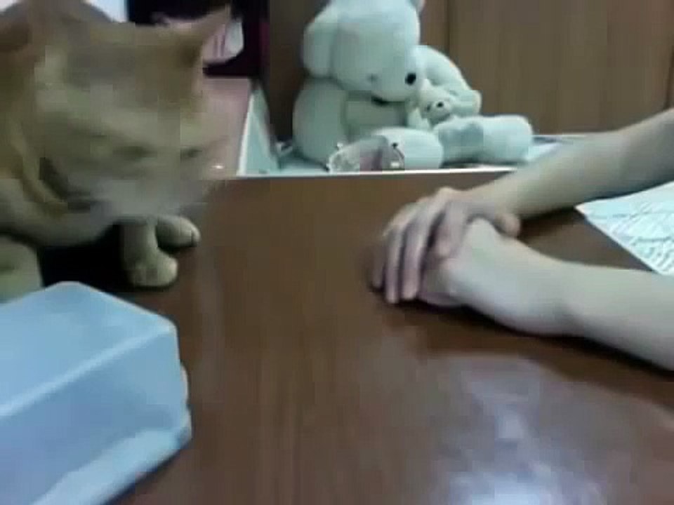 Вот это мозг у кота! Офигеть просто!!!