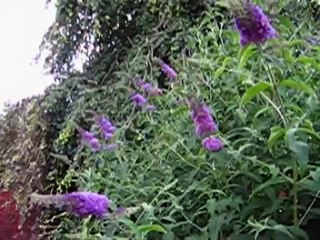 Konzert der Vogelstimmen