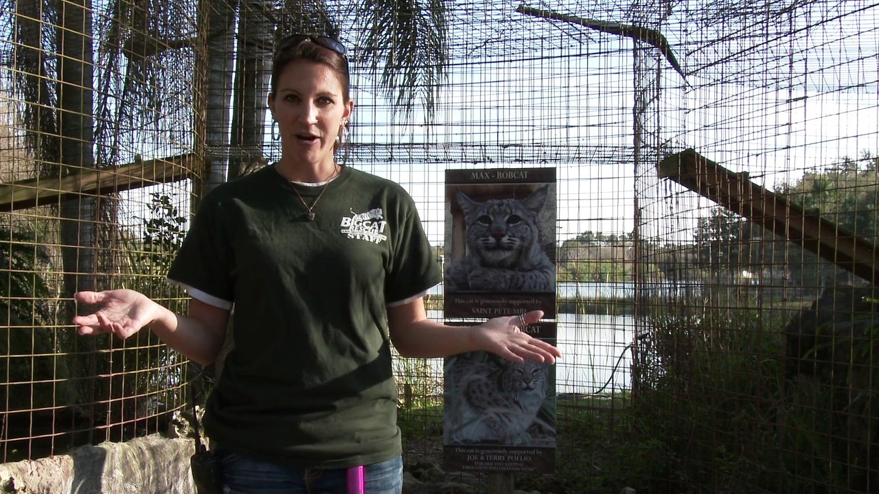 A Bobcat Anniversary
