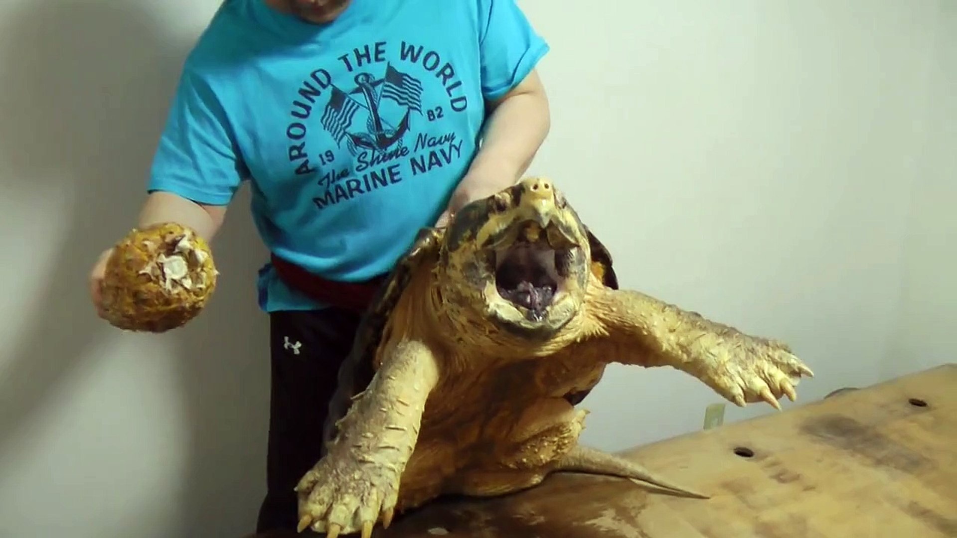 巨大ワニガメパイナップル斬り Alligator Snapping Turtle Snaps A Pineapple Off Video Dailymotion