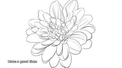 chrysanthemum drawing