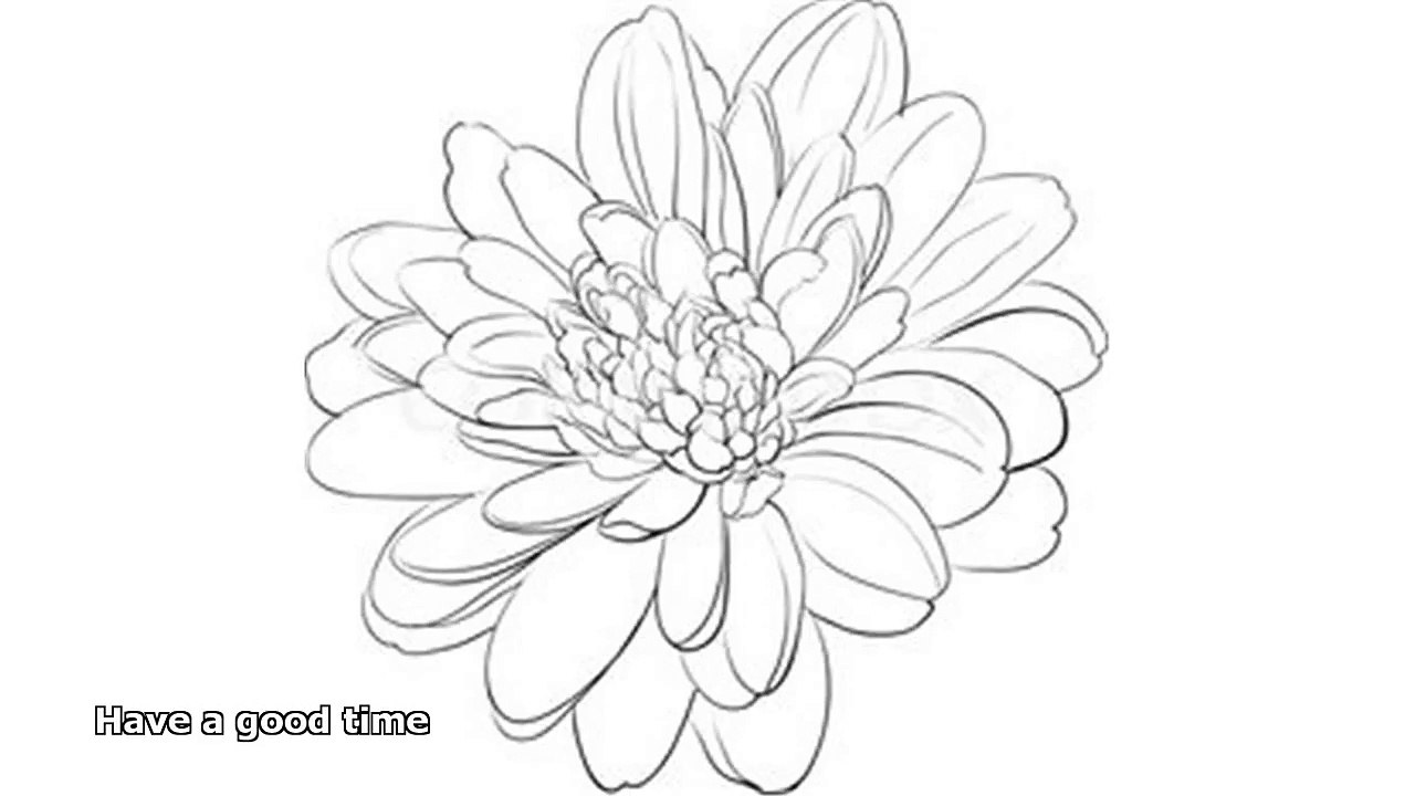 chrysanthemum drawing