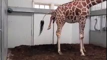 ANIMALS GIVING BIRTH  birth of a baby giraffe | Baby animals | baby animals