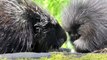 Bronx Zoo Puts Adorable Baby Porcupine On Display