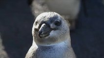 حماية طيور البطريق في جنوب أفريقيا