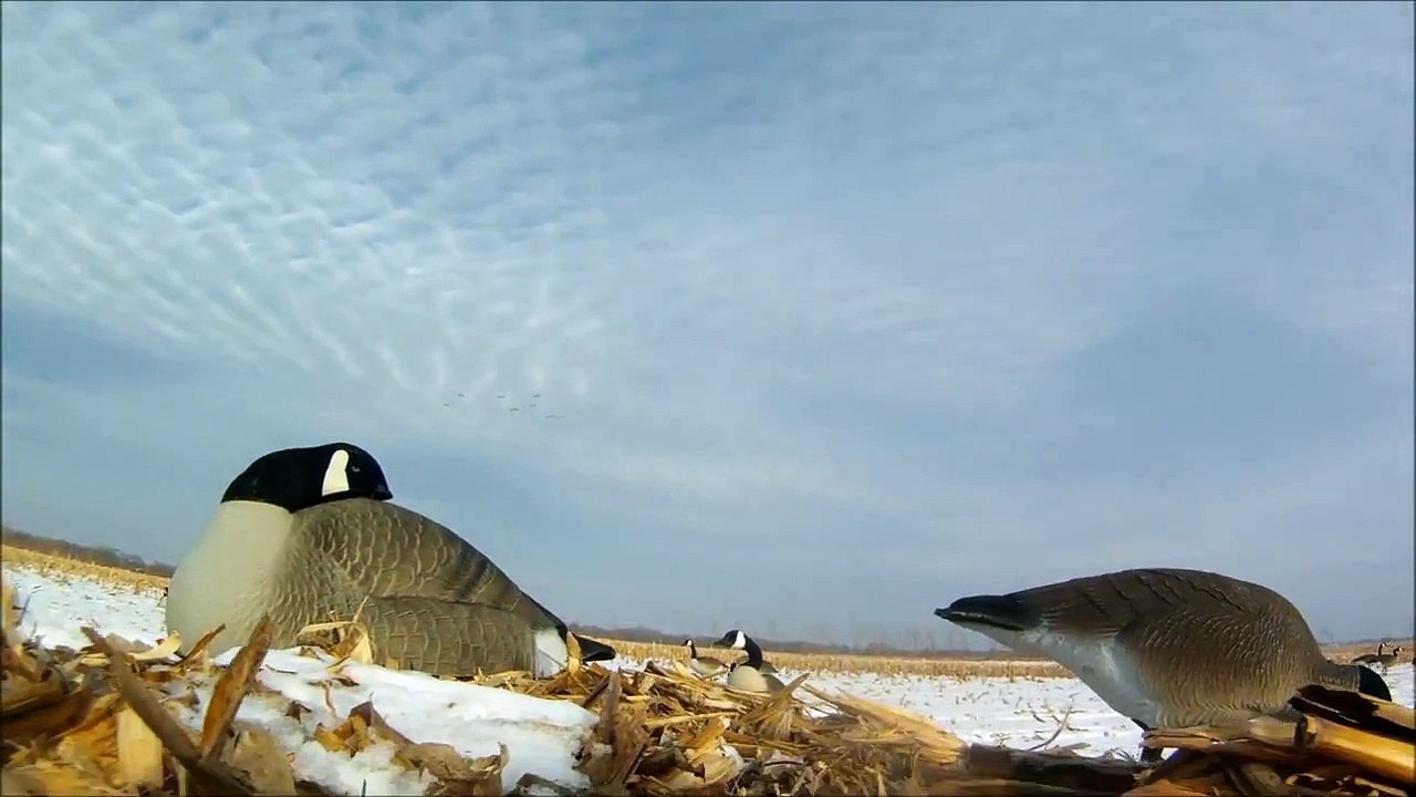 GoPro Goose Hunting