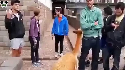 THUG LİFE ANİMALS BEST THUG LİFE!!