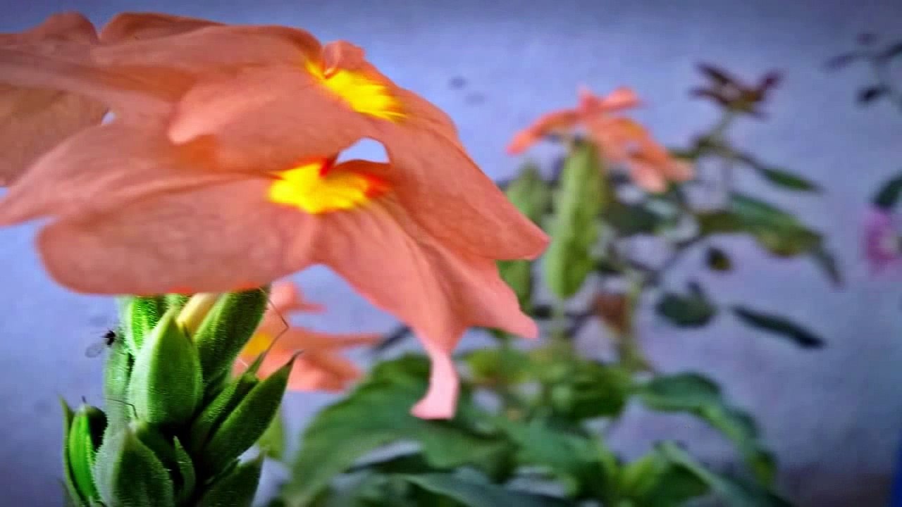 your blog doesn't currently qualify for adsense