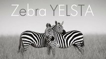 Yelsta   Zebra New Jrock  J Pop  Punk Song