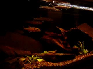 Freshwater Barracuda, Falcatus feeding vid 2