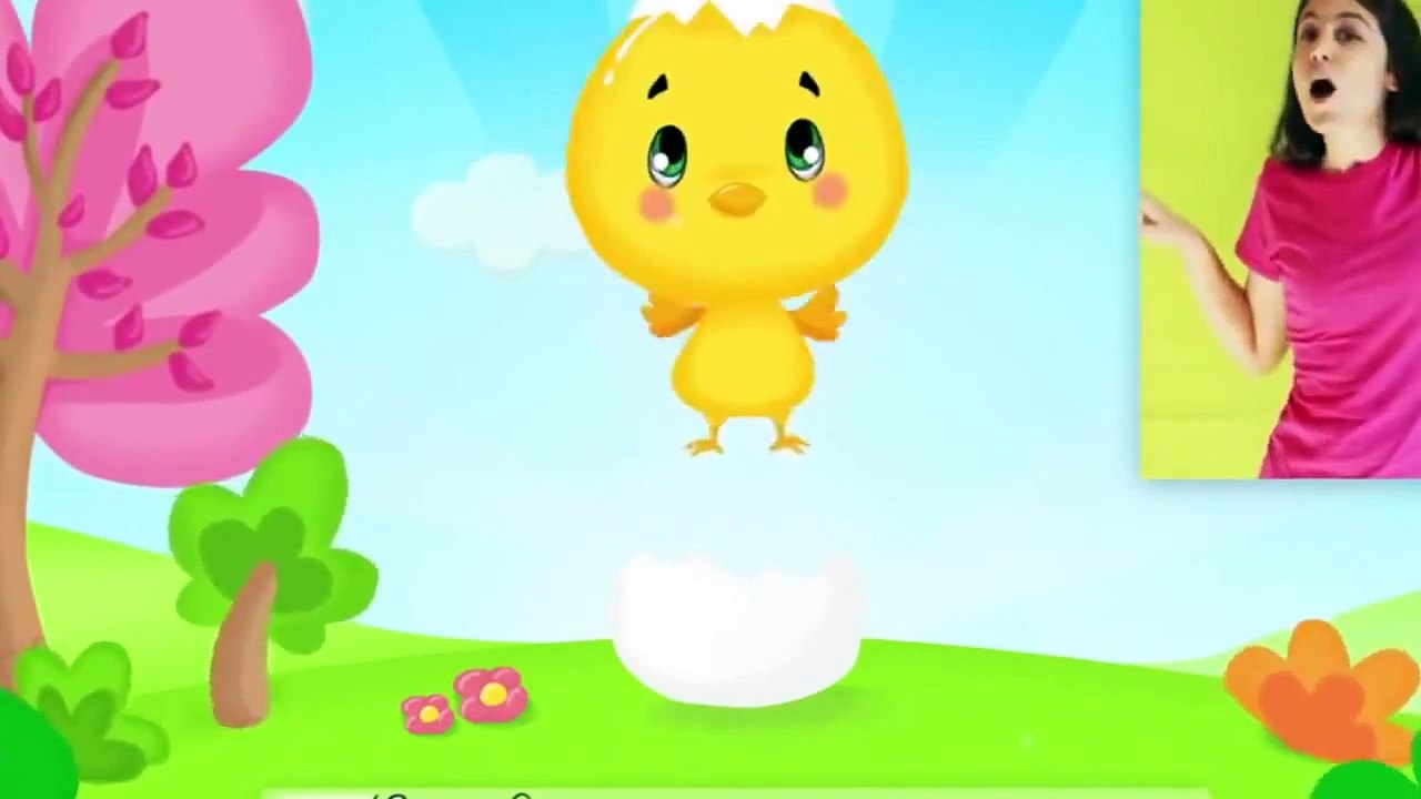 Comptinette du petit poussin   comptine à gestes